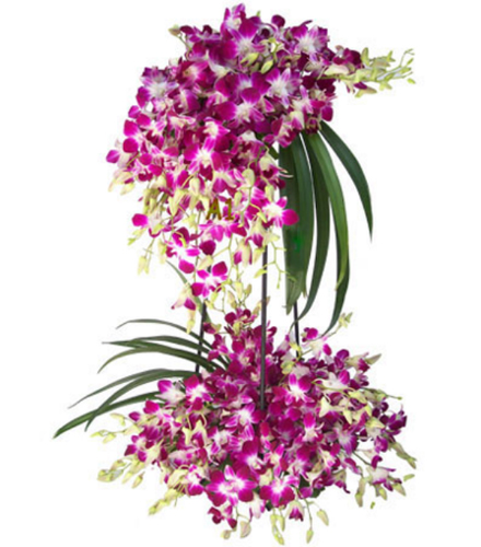 send flower Hazrat Nizamuddin Delhi2 Layer Arrangement of 40 Orchids