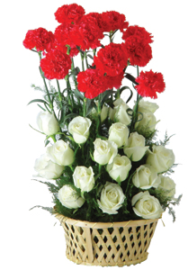 Carnation with Romantic Red
